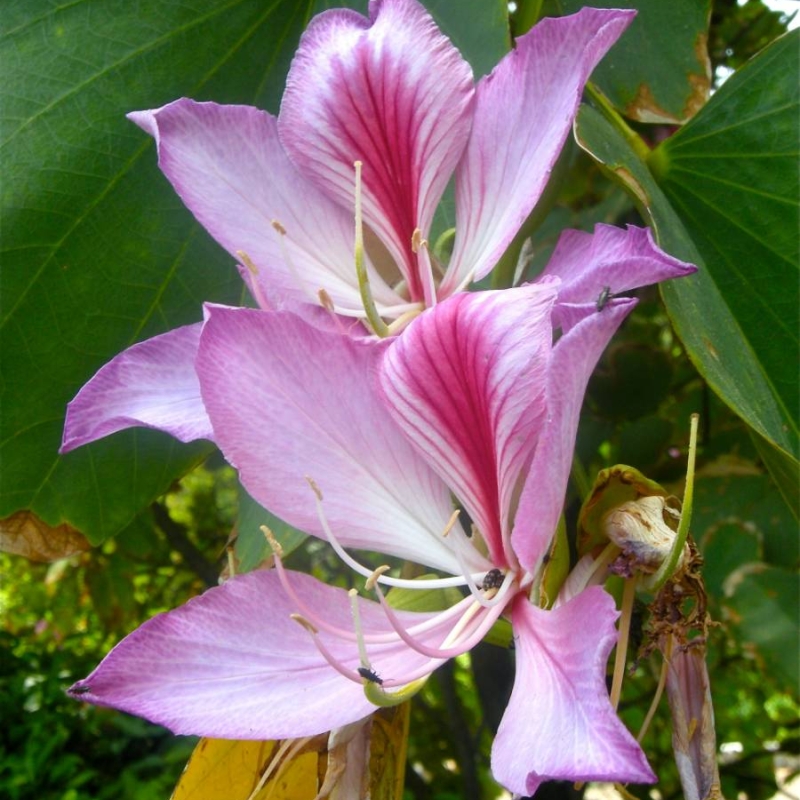 Orchid Tree Bauhinia variegata